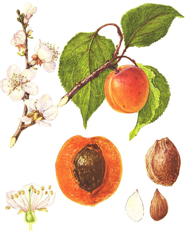 Абрикос