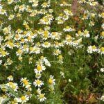 Ромашка аптечная