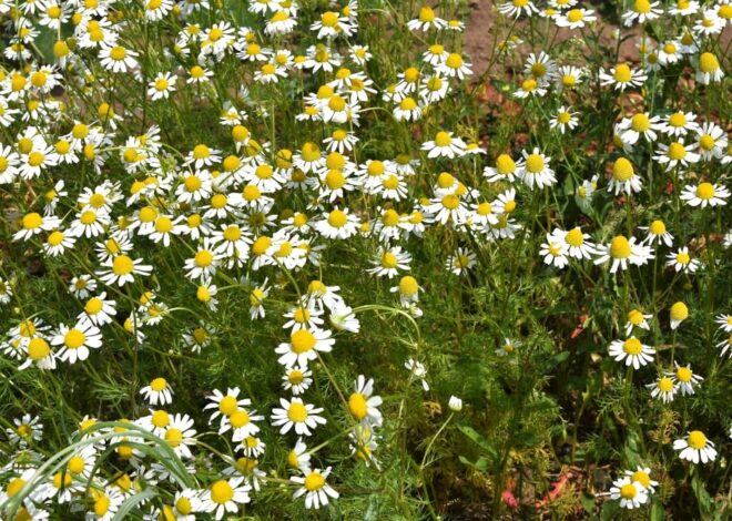 Ромашка аптечная