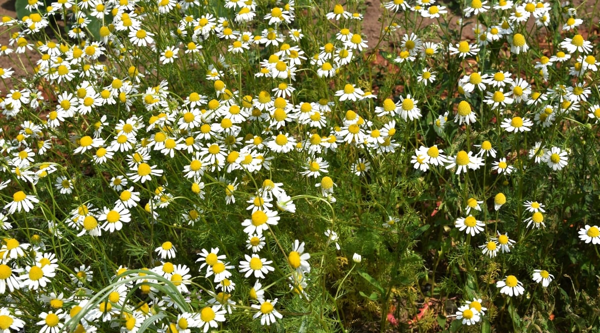 Ромашка аптечная